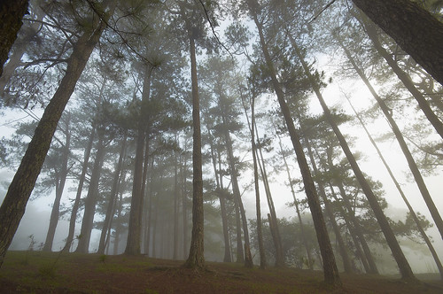 pine clouds philippines foggy earlymorning wideangle lookingup baguio lowcloud campjohnhay lowvisibility