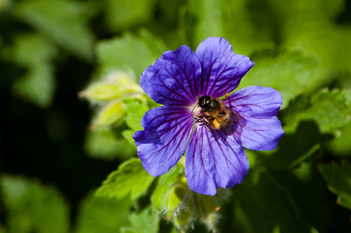 Meadow cranesbill with bee
