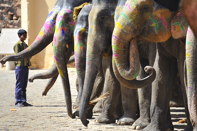 Elephants of Jaipur