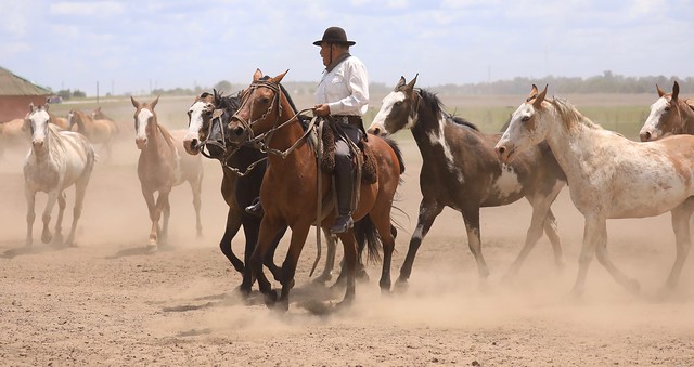 Gaucho Horses Roundup Buenos Aries Argentina South America