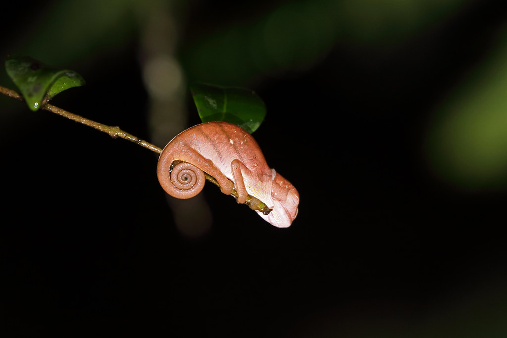 Parson's Chameleon (Calumma parsonii), VOIMMA reserve, Madagascar