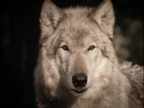 posing for a camera | by Whitewolf Photography