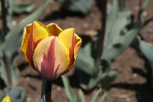 Tulip capital of north america | Indrean Ramalingam | Flickr