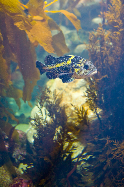 Monterey_Bay_Aquarium-128