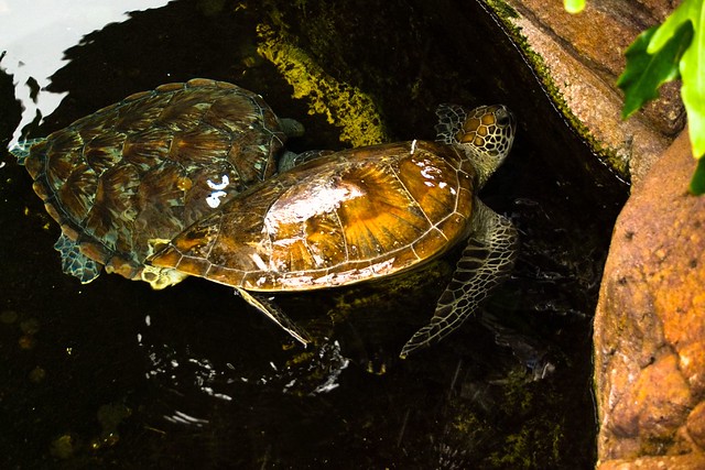 Turtles outside Mooloolaba's Underwater World, QLD