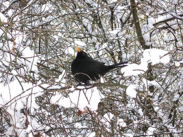 Blackbird sings a song for you ;o))