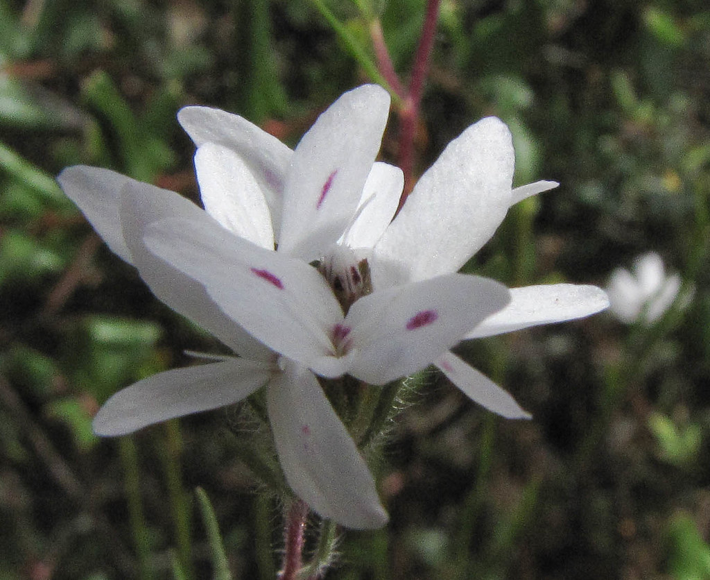 Asteraceae, Osmadenia tenella, Three Spot/False Rosinweed