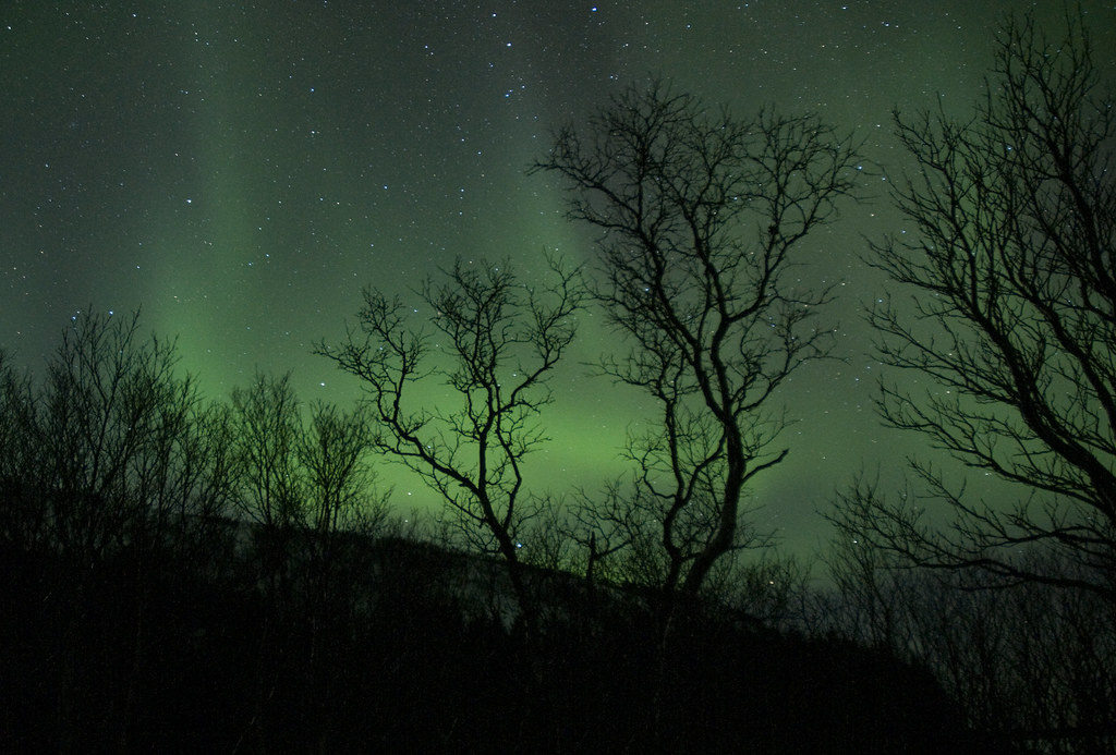 Northern light and the trees