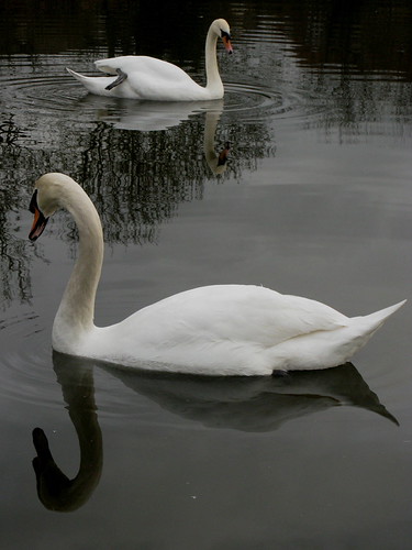 Two Or Four | by Limbo Poet having a break for a while
