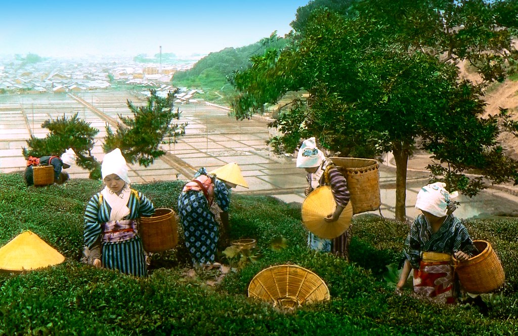 THE TEA PICKERS -- A Colorful Hillside Scene in Old Japan