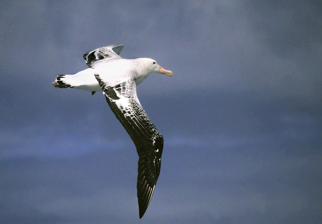 Wandering Albatross aloft
