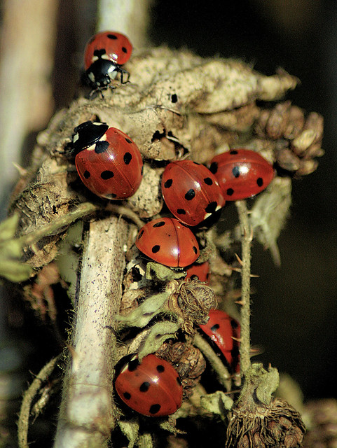 British Bug Week 1 2008, Monday - Ladybirds