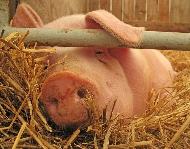 Pig - Lincolnshire Show