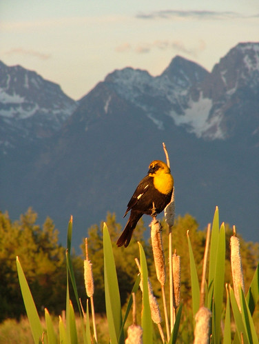 Sunset Gold by BigSkyKatie, The golden light of the setting sun lights up the cat tails and a male yellow-headed blackbird (Xant