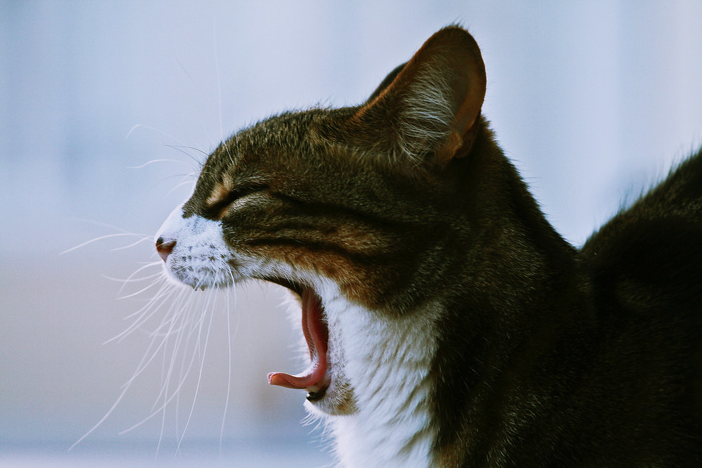 Cat Yawning
