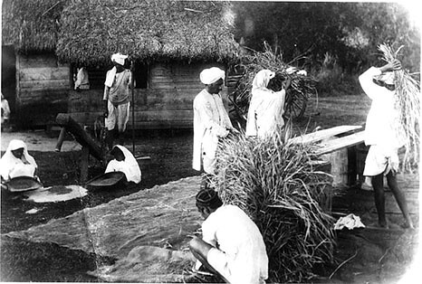 East Indians preparing rice, Jamaica [circa 1890]