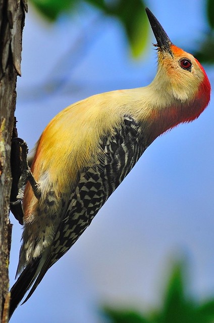 Red-bellied Woodpecker-nc