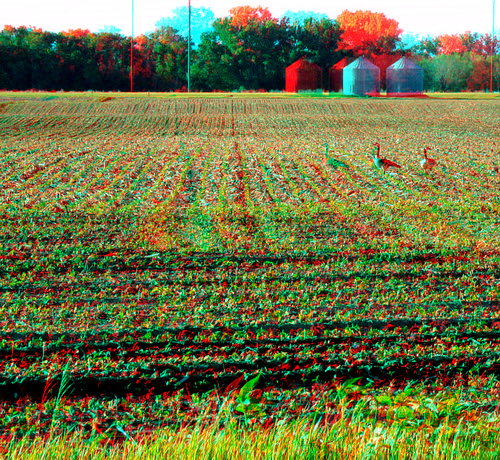 food plant bird rural geese stereoscopic stereophoto 3d spring farm wildlife anaglyph soybean anaglyphs redcyan 3dimages 3dphoto 3dphotos 3dpictures stereopicture