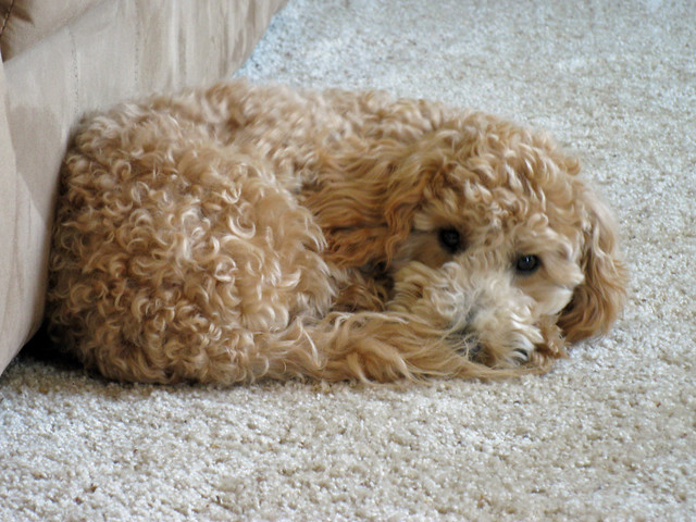 Charlie: My Poochon Puppy