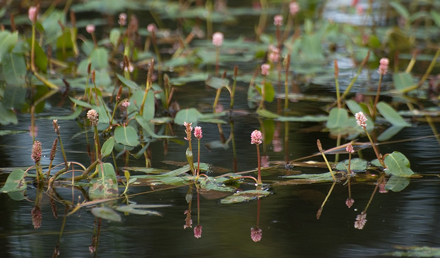 Persicaria amphibia (Polygonaceae)