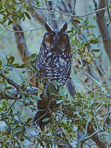 Long-eared Owl 2