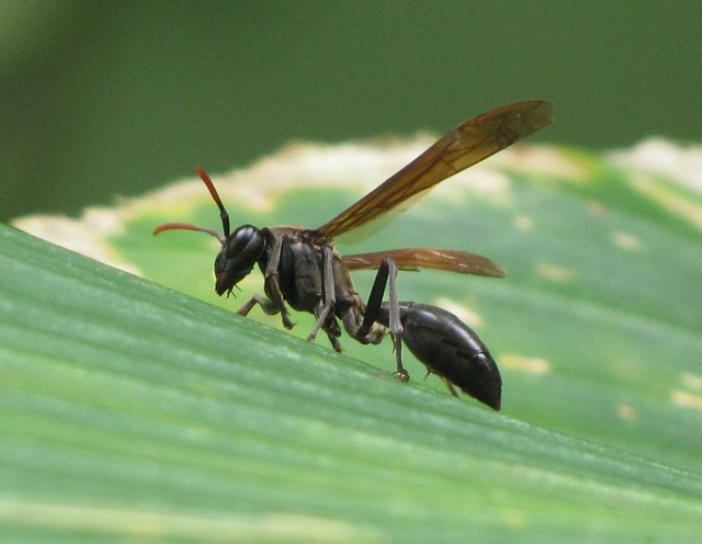 Unidentified Wasp X