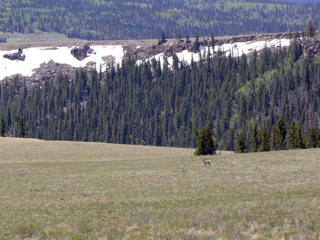 Pronghorn above La Jara Canyon When I was a child, it was … Flickr