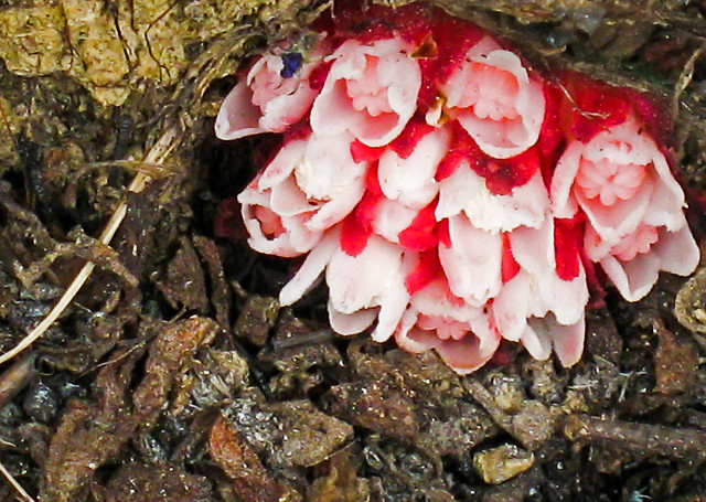 Cytinus hypocistis subsp. clusii