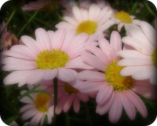 light pink daisies