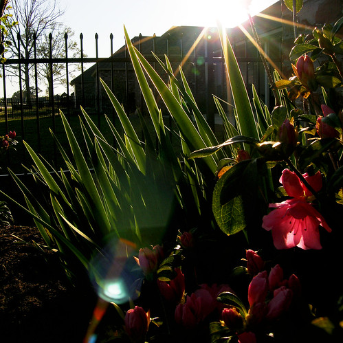 lighting pink flowers iris sunset sun flower green nature floral backlight fence star march spring louisiana wildlife batonrouge fleurdelis 2008 sp560uz