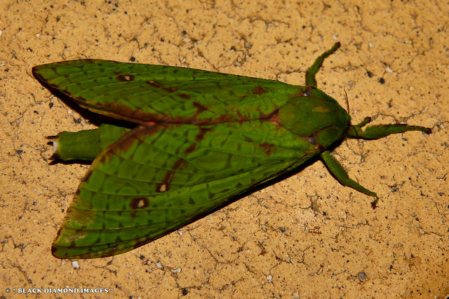 Aenetus eximia - Common Ghost Moth (Female)