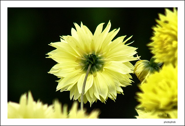 yellow dahlia