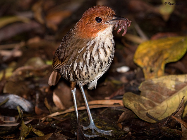 Chestnut-crowned Antpitta, or is it a Puffin?