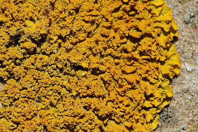 Xanthoria calcicola (Oranje Wall lichen / Oranje dooiermos)