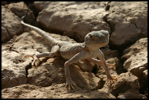 trip travel wild nature animal desert iran reptile wildlife lizard wilderness crawl saeid wasteland kavir neyshabur birjand aghaei نیشابور بیرجند