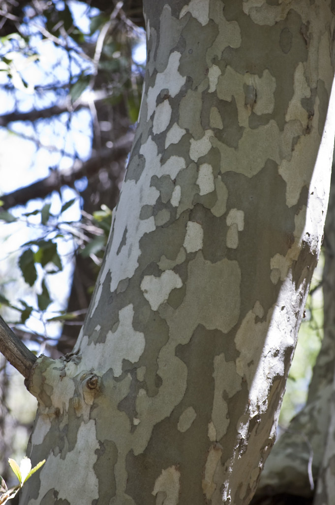Arizona Sycamore Tree Bark | You gotta love the patterns of … | Flickr