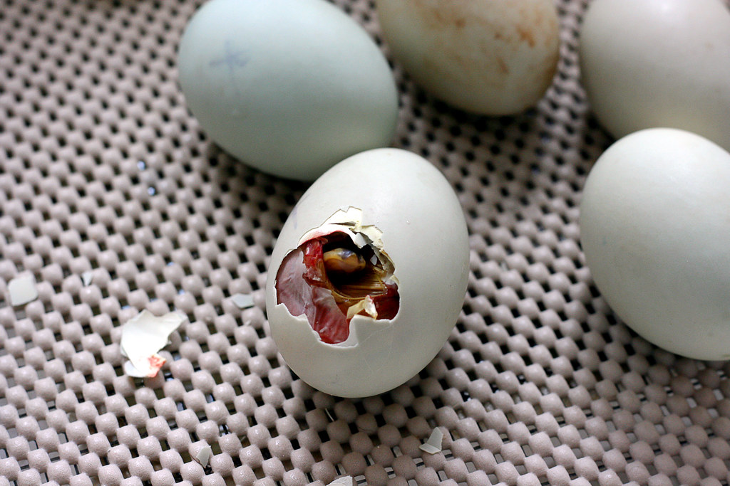 Hatching eggs. Duck's Egg Hatching. Egg Hatch. Angel Eggs Hatching Eggs.