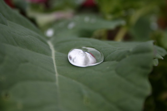 Raindrop on a leaf