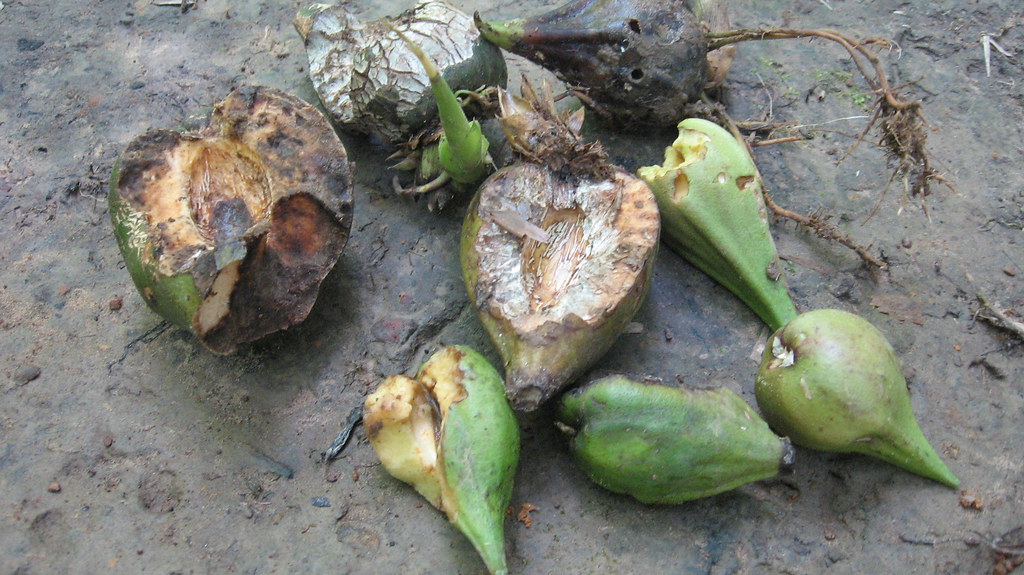 Bamboo fruits | Locals blame a natural phenomenon which occu… | Flickr