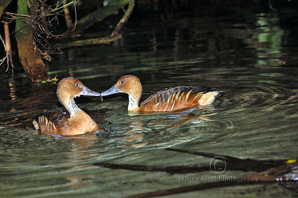 Kissing Ducks