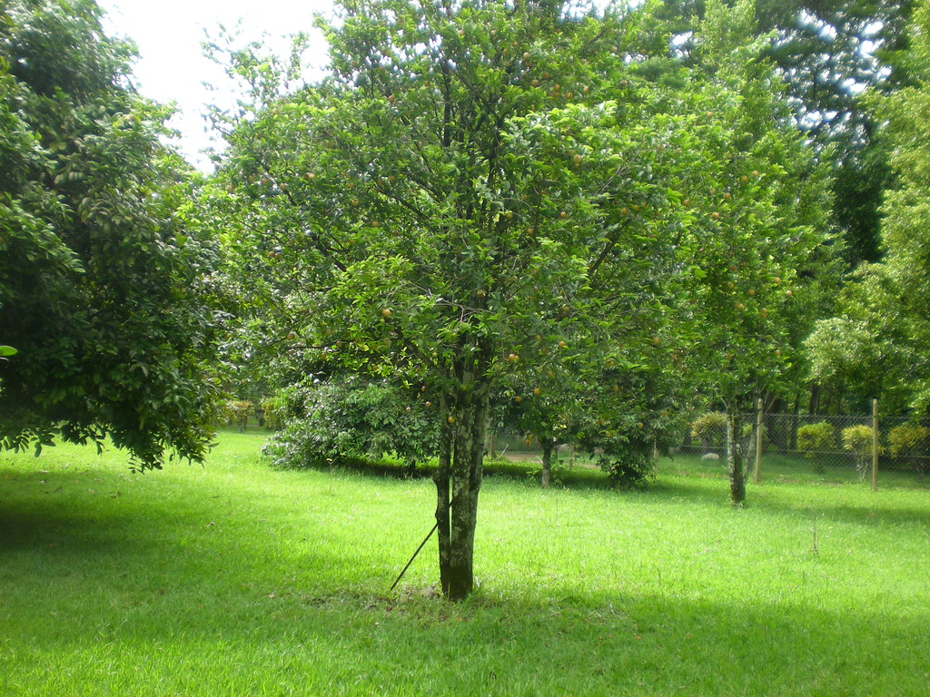 Mauritius Jardin Botanique Nutmeg Tree (Muscat Nuss)