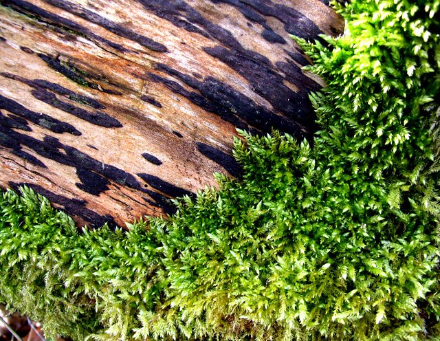 Feather moss | Woodland moss macro | tina negus | Flickr