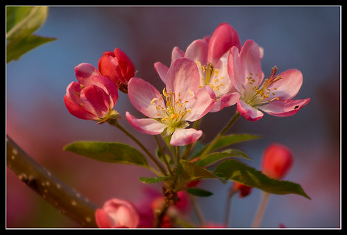 Colorful spring by FotoBob#