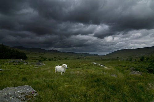 Snowdonia Pony - Upload by Matthew Halstead