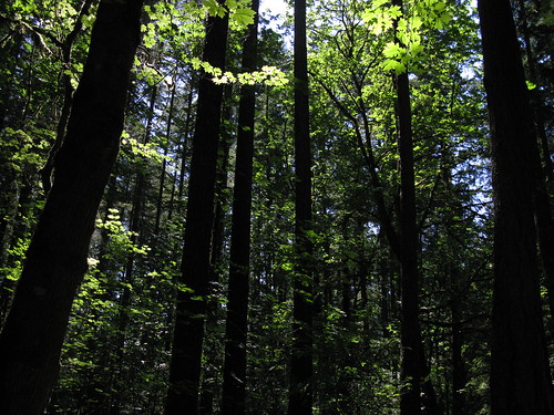 trees tree green beautiful leaves oregon leaf a650 leaburg leaburgoregon