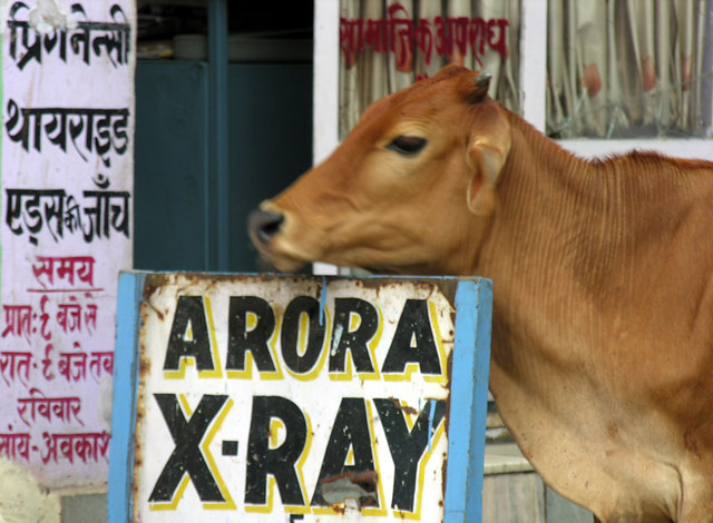 Cow Xray