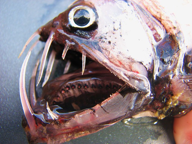 Pacific Viperfish (Chauliodus macouni)