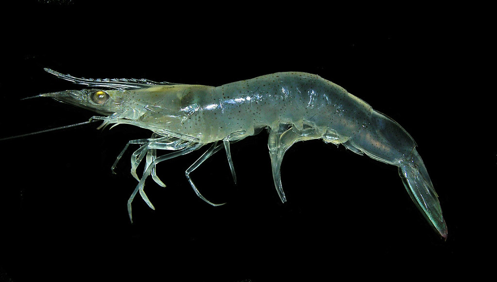 Peena Shellfish A penaeid shrimp from the Pacific coast of Panama - a photo on Flickriver
