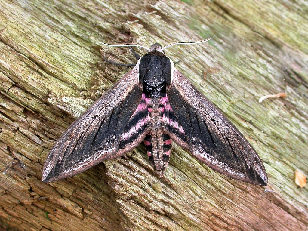 69.006 BF1976 Privet Hawk-moth, Sphinx ligustri