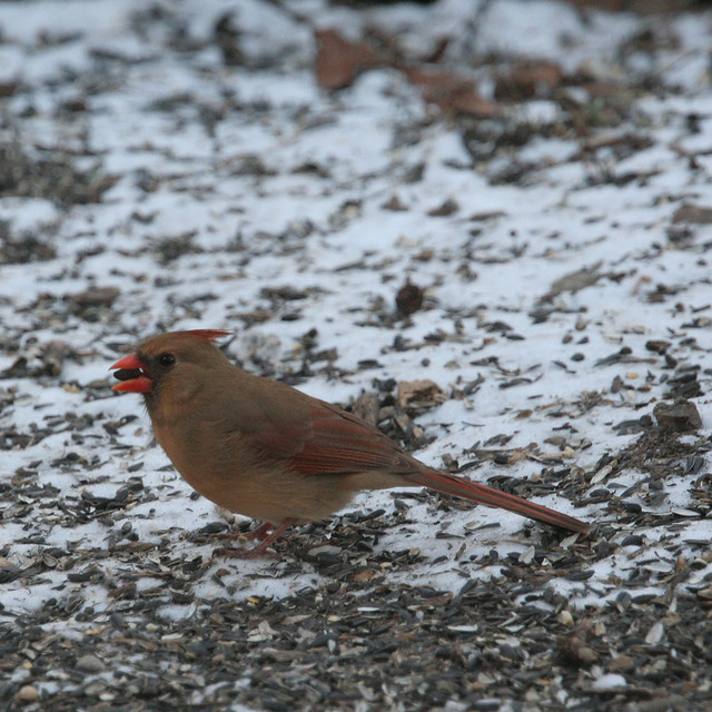 female cardinal (feeding time at Oak Openings)
